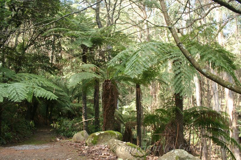 Tree fern gully, Pirianda Gardens IMG_7242.JPG